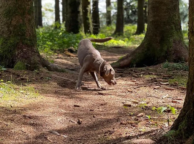 Auszeit Bergliebe شقة *